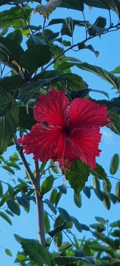 르 카르베 T2 Tropical En Bord De Piscine A 100M De La Mer 아파트 외부 사진